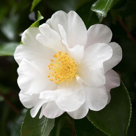 A Symphony of Nature: Autumn's Magic Pearl White Camellia